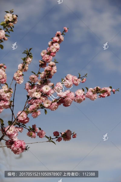 桃花,桃紅,春暖花開,粉花,春