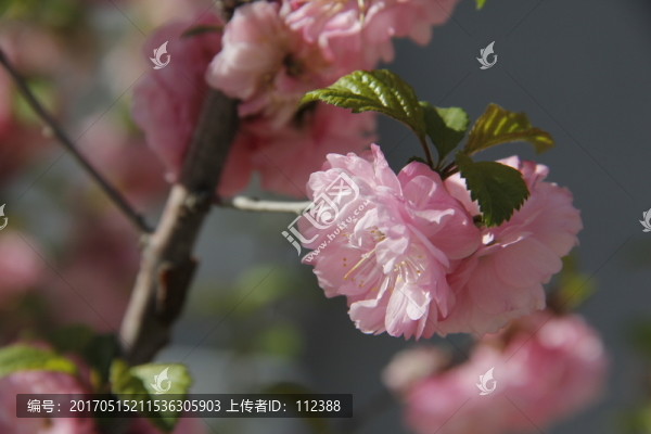 桃花,桃紅,春暖花開,粉花,春