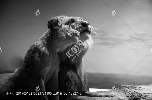 非洲動物