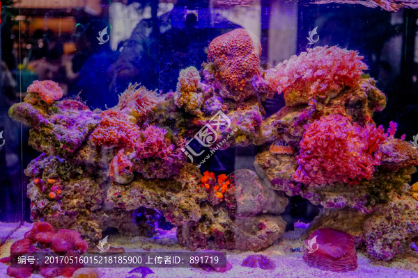 魚缸造景,?？?高清大圖