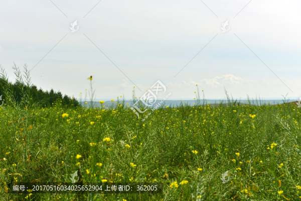油菜花