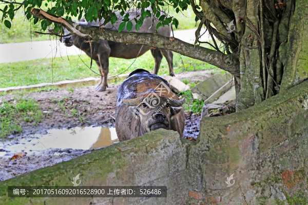 水牛