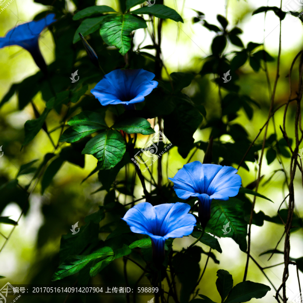 野生牽?；? title=