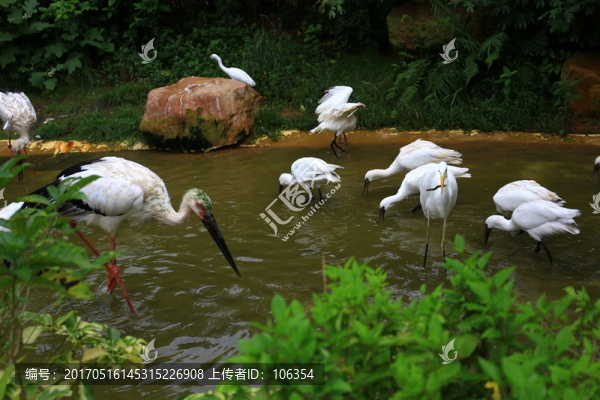 鷺鳥