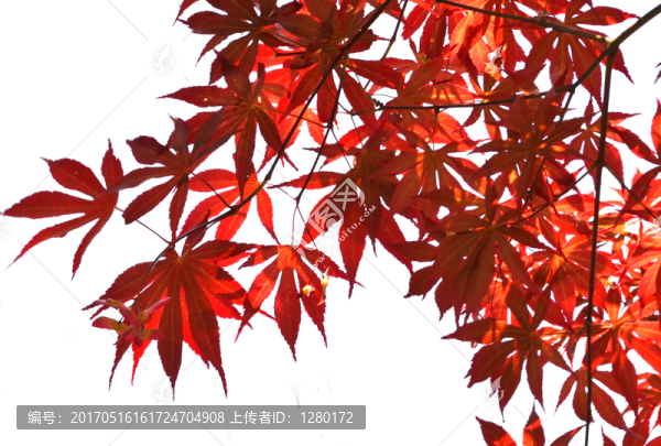 紅楓,楓葉,背景框