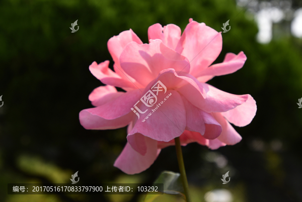 一朵鮮花