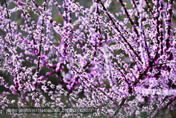 風(fēng)雪垂枝梅