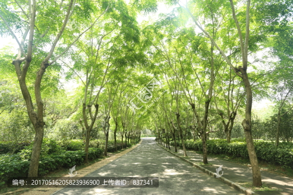 林蔭道