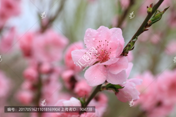 桃花
