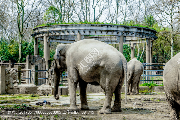 大象素材,動(dòng)物園大象,大象高清