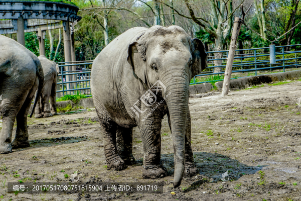 大象素材,動物園大象,大象高清