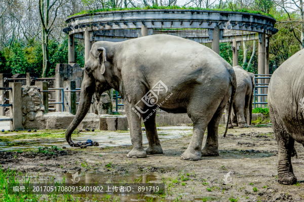 大象素材,動(dòng)物園大象,大象高清