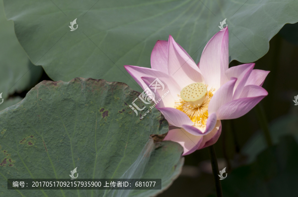 荷花
