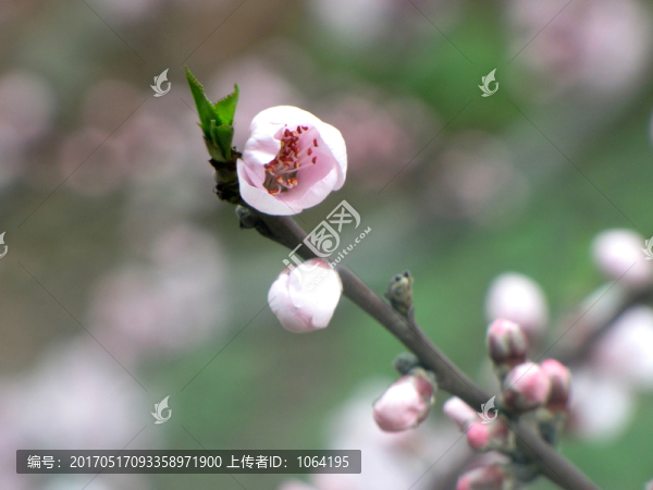 唯美桃花高清圖片素材