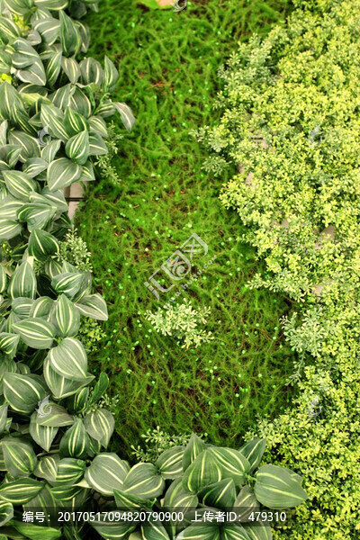 綠色植物墻,綠植,植物墻,花卉
