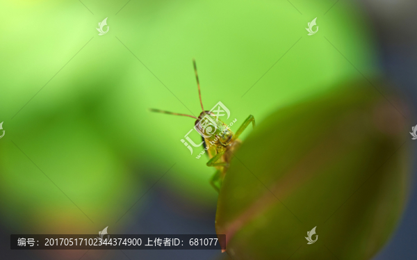 蚱蜢