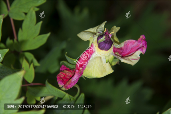殘花