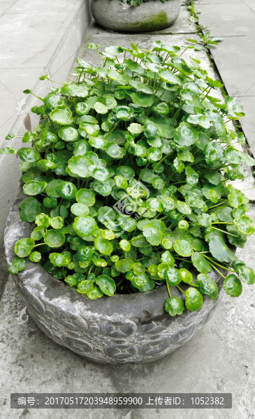 金錢草盆栽
