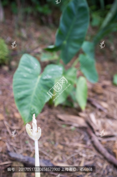 植物特寫