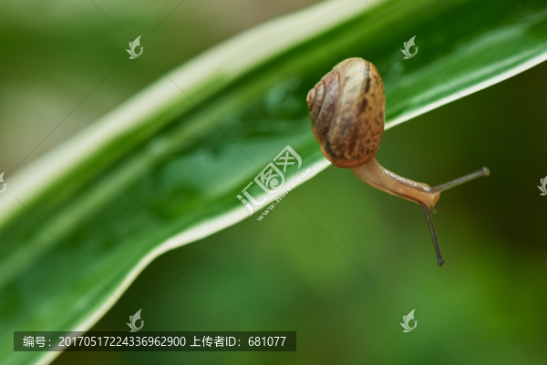 蝸牛