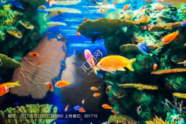 魚群,海底世界,海魚特寫