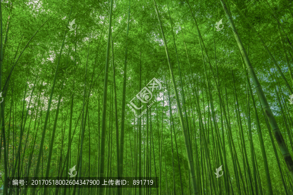 竹林,竹子,高清竹林,竹,高清