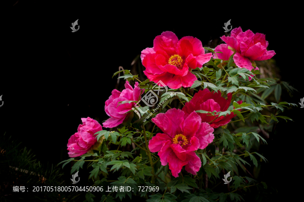 牡丹花