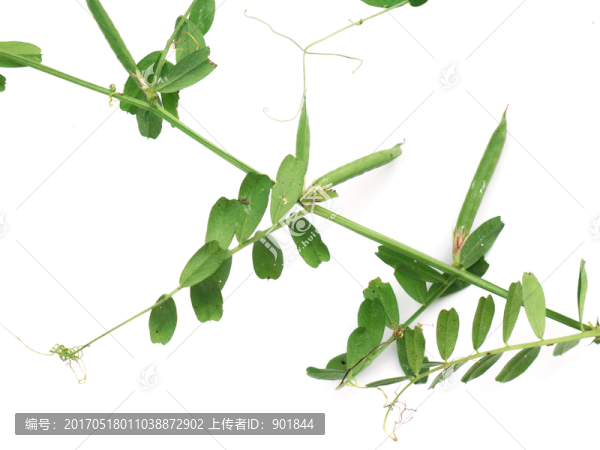 大巢菜