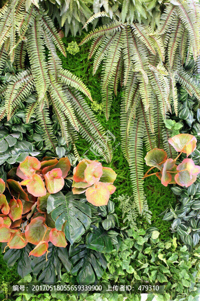 綠色植物墻,綠植,植物墻,花卉
