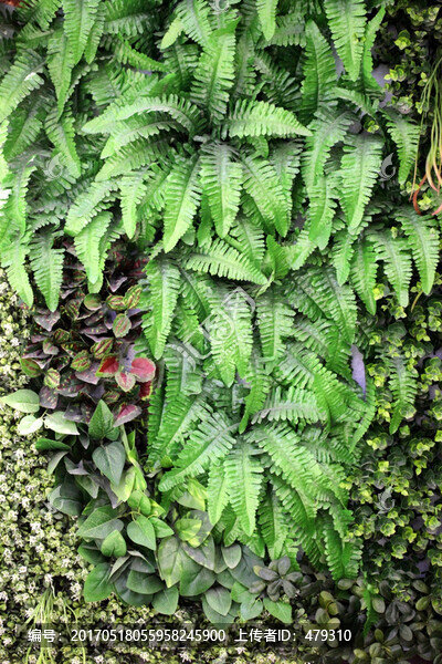 綠色植物墻,綠植,植物墻,花卉