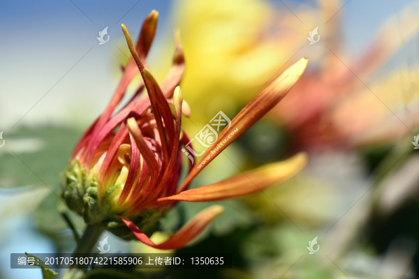 菊花