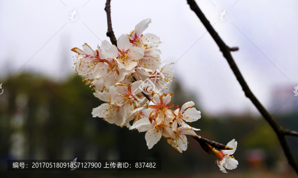 櫻花
