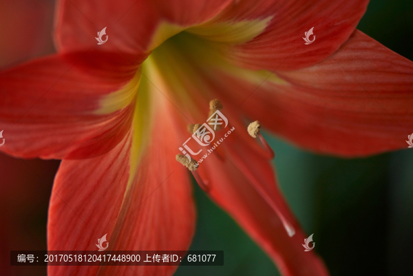 朱頂紅