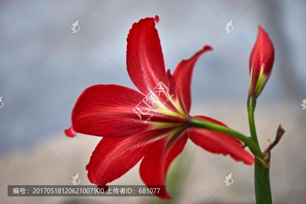 朱頂紅