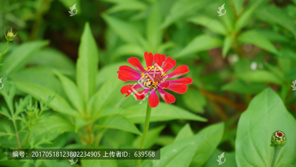 花卉