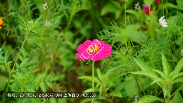 洋紅花卉