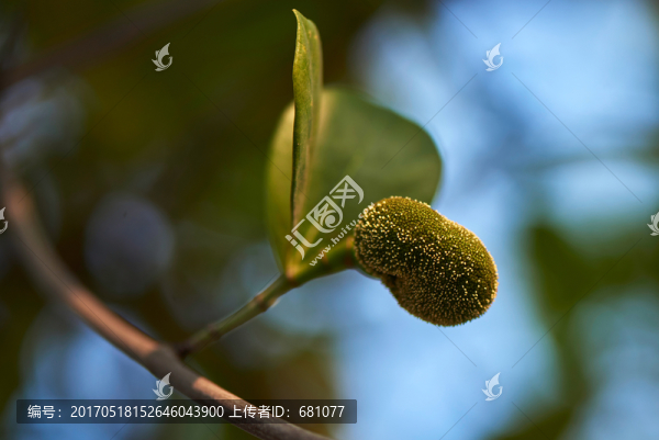 大樹菠蘿