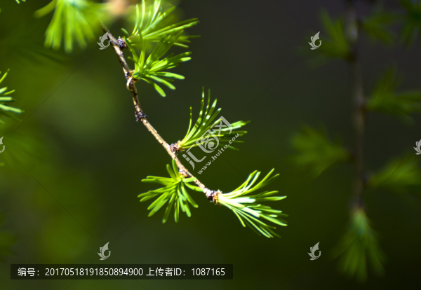 松針嫩芽