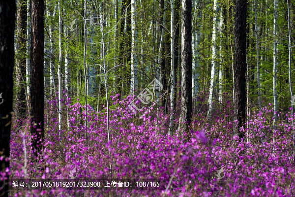 松林杜鵑花