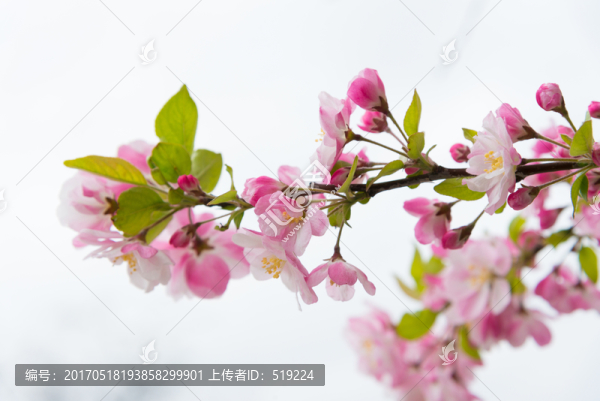 海棠花