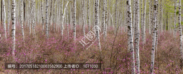 白樺林