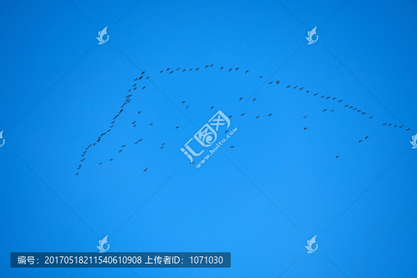 藍(lán)天翱翔的海鷗