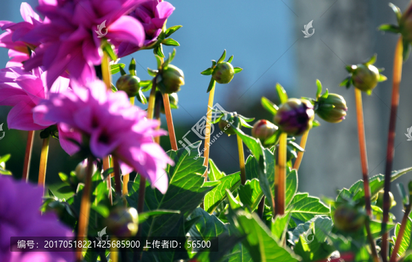 大麗花
