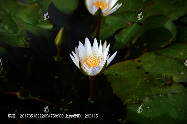 蓮花