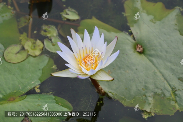 池塘里的蓮花