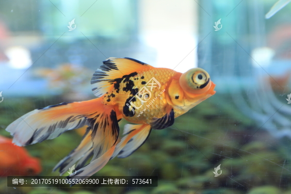 金魚,五花蝶尾