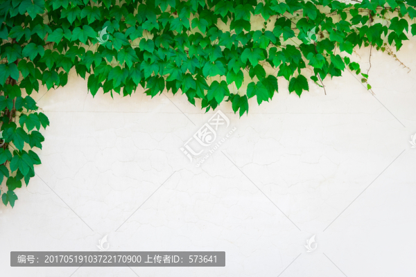 爬藤,爬山虎,綠葉背景,植物墻