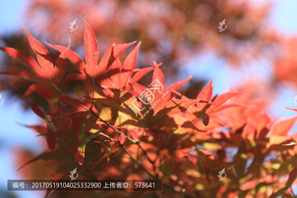 紅葉背景