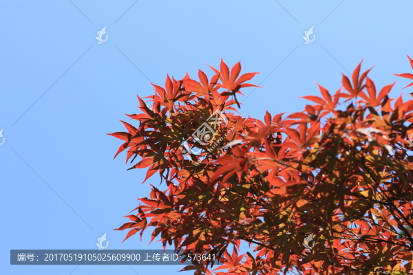 紅色楓葉