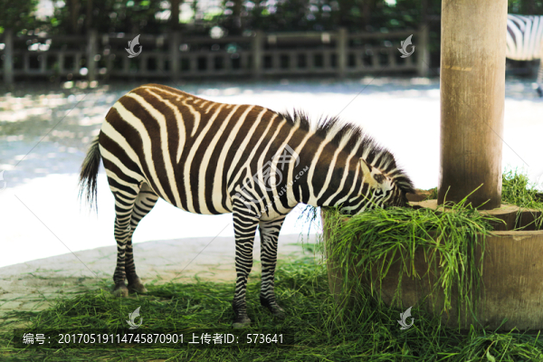 斑馬
